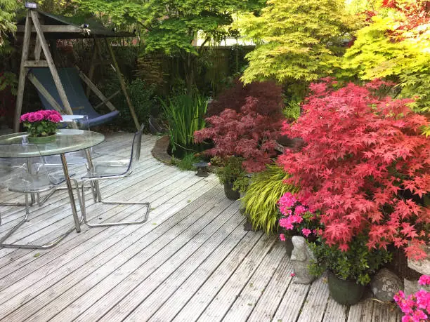 Stock photo of wooden white garden decking timber with garden furniture and swing chair, koi pond, landscaped oriental Zen Japanese garden maples / acers, acer palmatum trees spring leaves and azalea flowers