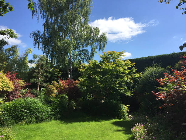 Stock photo of perfect lawn grass in landscaped family back garden with neatly trimmed low maintenance grass, large trees, full sunshine and shade, pictured after mowing the lawn with mower. imagen de césped de césped exuberante jardín de césped con pleno sol y sombra en el jardín paisajista oriental inglés, grandes arpones de color rojo japonés, árboles bonsai espécimen, abedul plateado/robles, bambú y flores de azalea que rodean el