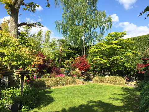 Stock photo of perfect lawn grass in landscaped family back garden with neatly trimmed low maintenance grass, large trees, full sunshine and shade, pictured after mowing the lawn with mower.