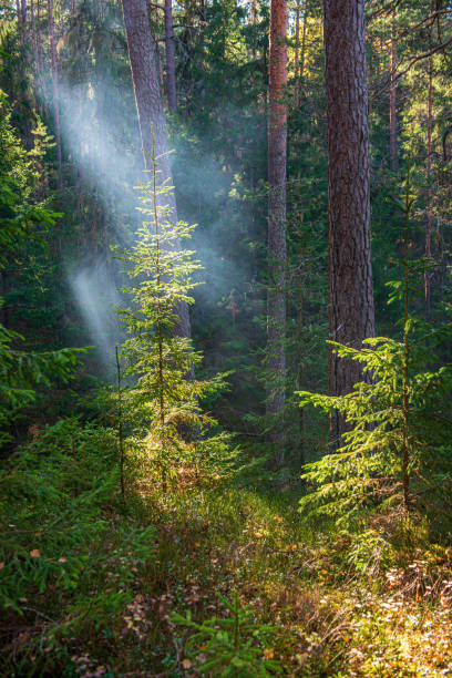 istock summer sun lit green forest park for relaxsation 1155134880