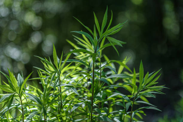 istock fresh green summer spring foliage textured background with blur 1155135129