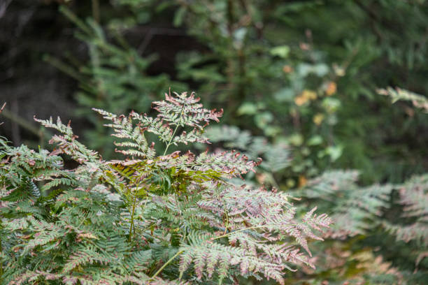 istock fresh green summer spring foliage textured background with blur 1155135809