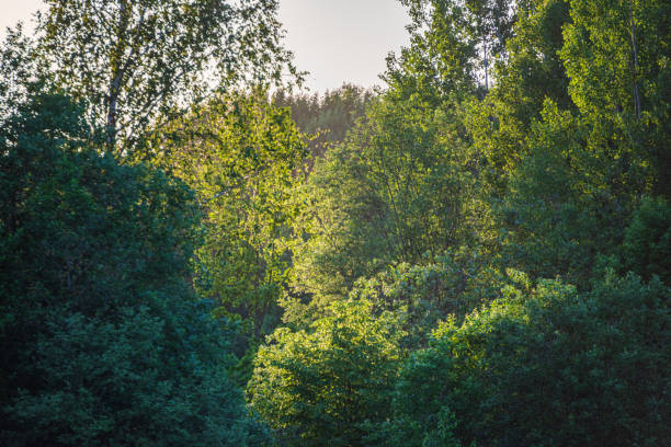 istock summer sun lit green forest park for relaxsation 1155136001