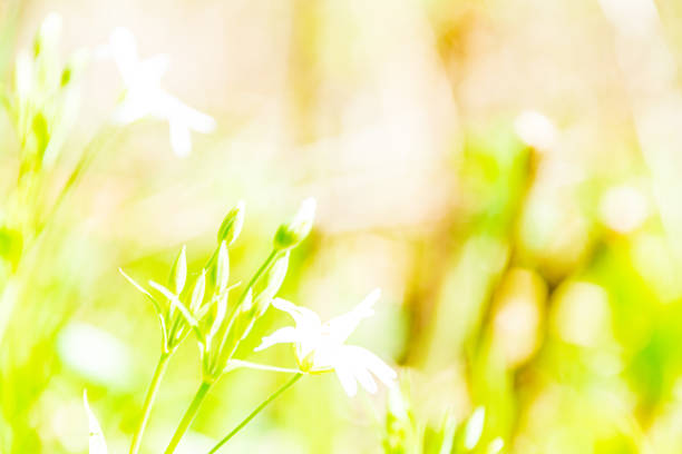 istock fresh green summer spring foliage textured background with blur 1155136030