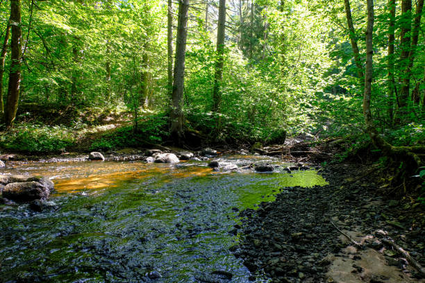 istock summer sun lit green forest park for relaxsation 1155136042