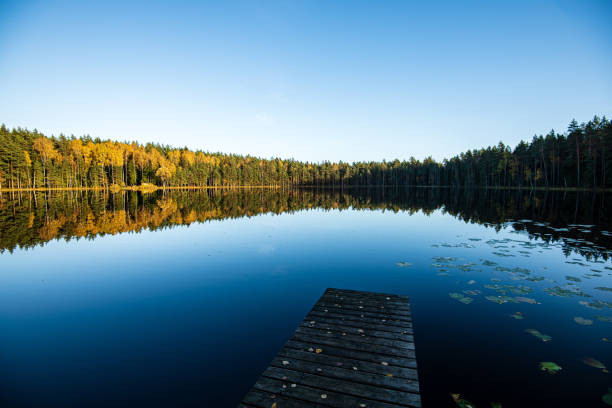 istock deep dark forest lake with reflections of trees and green foliage 1155136343