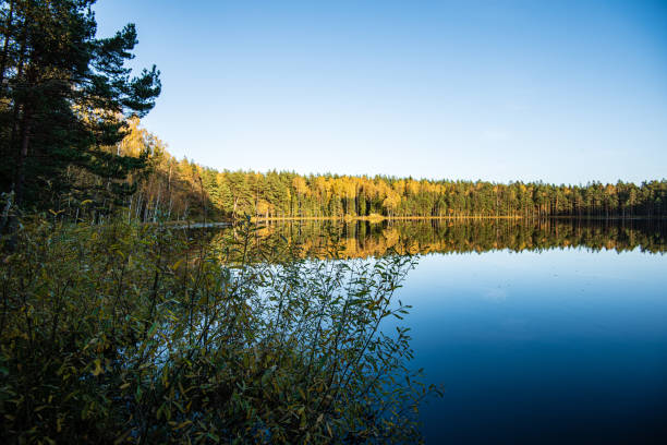 istock deep dark forest lake with reflections of trees and green foliage 1155136356