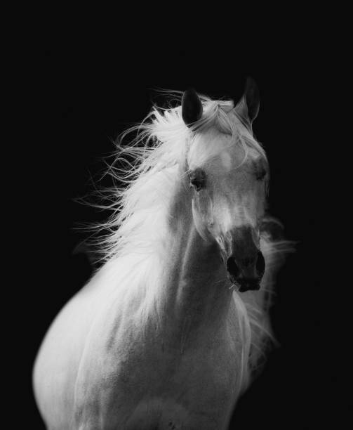 istock Beautiful white arabian horse portrait 1155137046