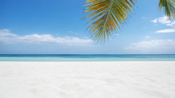 istock Tropical beach sand with palm leaves copy space scene 1155139080