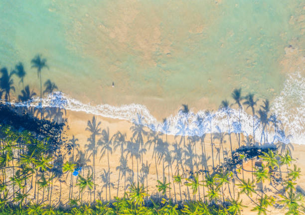 ombre aeree delle palme hawaiane sulla spiaggia - maui beach palm tree island foto e immagini stock