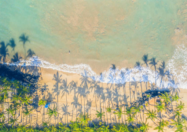 aerial hawaiian palm tree shadows on beach - beach maui summer usa imagens e fotografias de stock