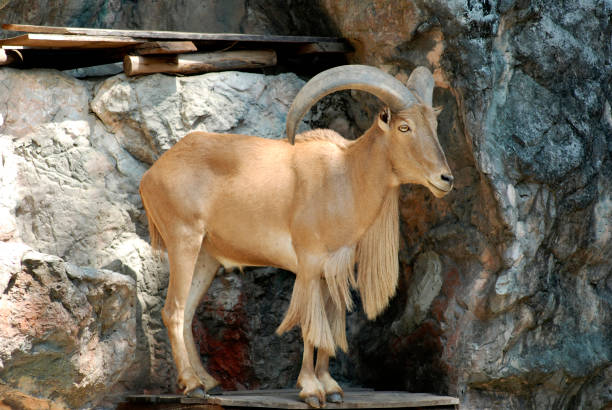 Male mountain ibex - capra ibex