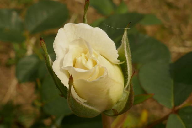 istock Roses in the garden 1155140829