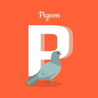 Animal alphabet vector concept. Flat style. Zoo ABC with domesticated bird. Grey pigeon standing on red background, letter P behind. Educational glossary. For children's books, textbooks illustrating