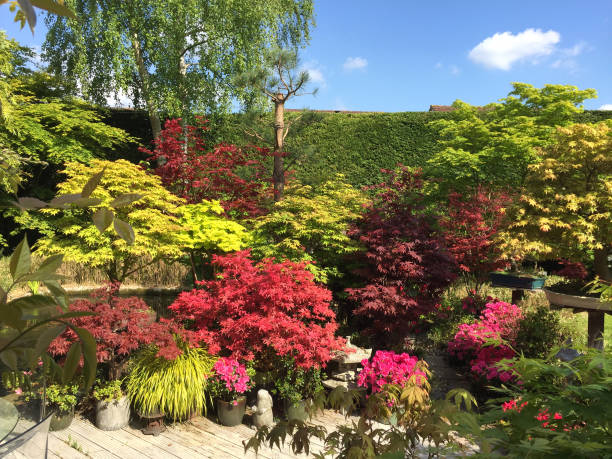 imagen de inglés jardín paisajista de estilo oriental con arqueros japoneses árboles acers que crecen en macetas de flores, estanque koi, madera ranurada con maderas de tarima pintada de blanco, azaleas flores, árboles altos, cobertura de coníferas re - tree bamboo tall japanese culture fotografías e imágenes de stock