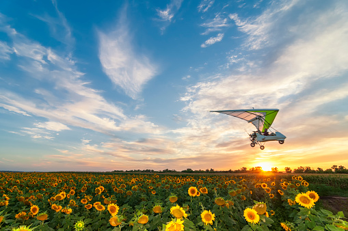 Beautiful sunflower field on a sunset with hang glider motor trike passing by on high speed. Focus on sunflower field