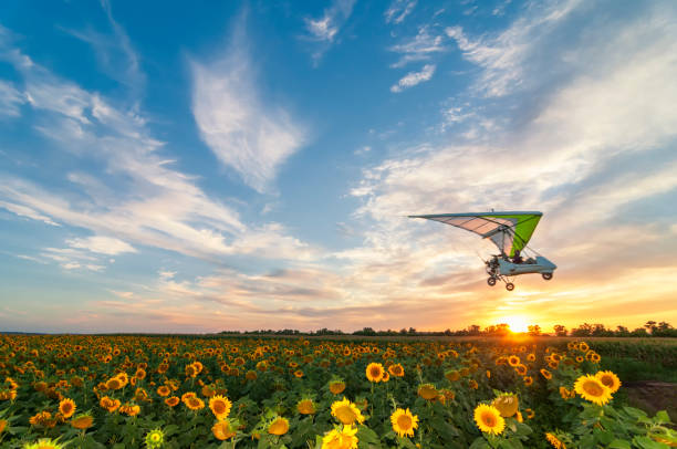 Beautiful sunflower field on a sunset with hang glider motor trike passing by on high speed. Focus on sunflower field Beautiful sunflower field on a sunset with hang glider motor trike passing by on high speed. Focus on sunflower field ultralight stock pictures, royalty-free photos & images