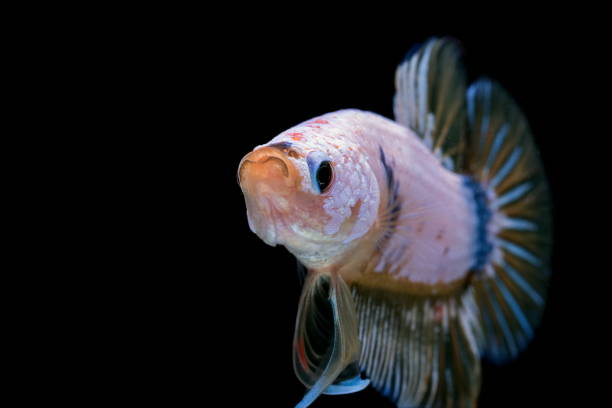 istock Siamese fighting fish, Betta splendens, colorful fish on a black background, Halfmoon Betta. 1155146267