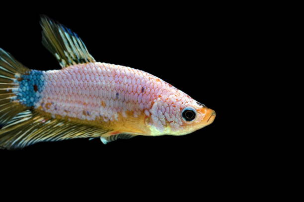 istock Siamese fighting fish, Betta splendens, colorful fish on a black background, Halfmoon Betta. 1155146271