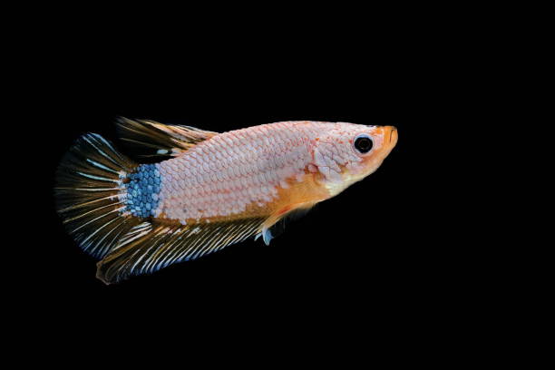 istock Siamese fighting fish, Betta splendens, colorful fish on a black background, Halfmoon Betta. 1155146313