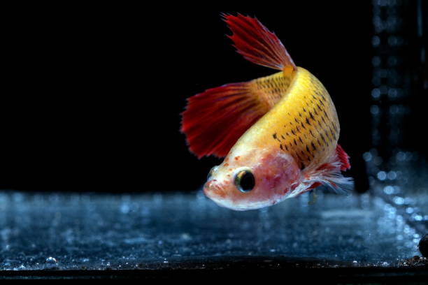 istock Siamese fighting fish, Betta splendens, colorful fish on a black background, Halfmoon Betta. 1155146314
