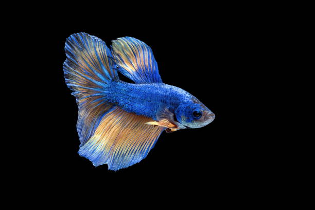 istock Siamese fighting fish, Betta splendens, colorful fish on a black background, Halfmoon Betta. 1155146367