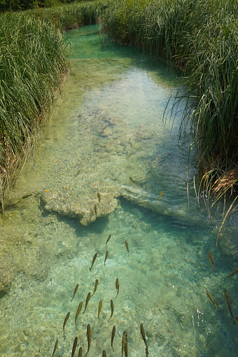 A swarm fish by a creek on a sunny afternoon in the National Park Plitvice Lakes in Croatia