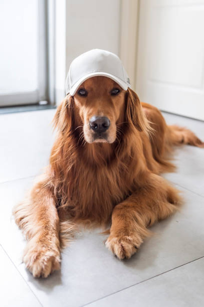 istock Golden retriever wearing a baseball cap kneeling on the ground 1155149418