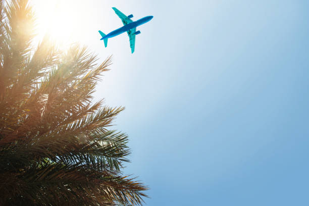 istock plane and Palm background with sky and sun light 1155150532