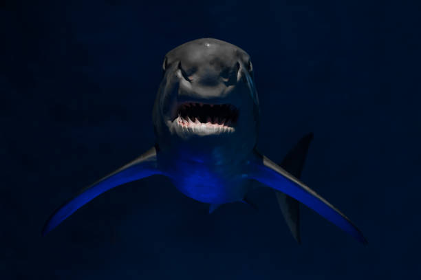 istock Angry bloody shark 1155151240
