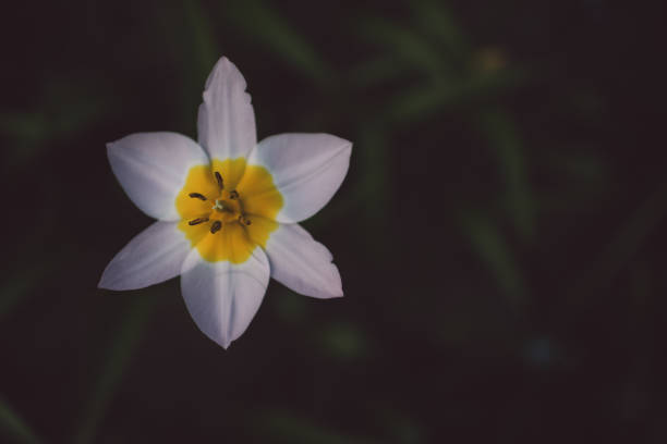 istock Close-Up Of White Flowering Plant 1155152131