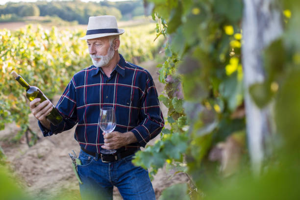 istock Vintner man in his vineyard 1155154669