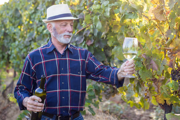 istock Senior vintner man examining wine 1155154684