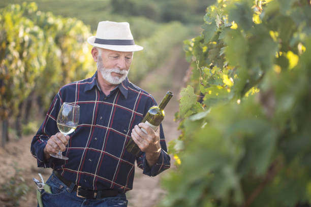 istock Senior vintner man in his vineyard 1155154796