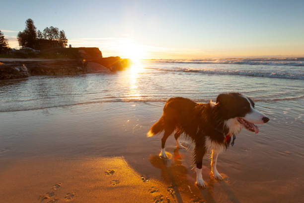 istock Border Collie enjoying sunrise at the beach 1155155190