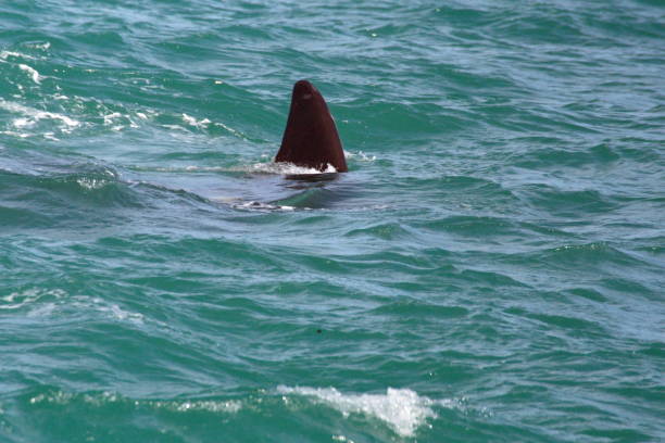 istock Fin of a Southern right whale 1155157015