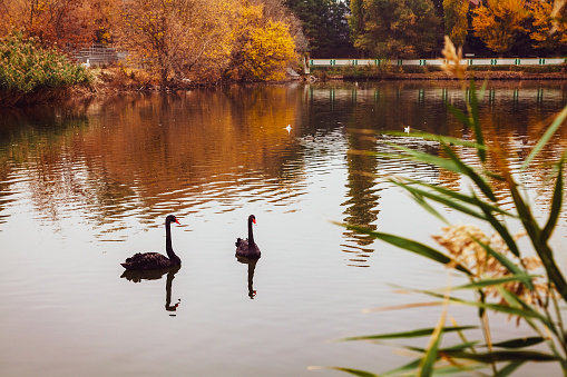 two black swan pond