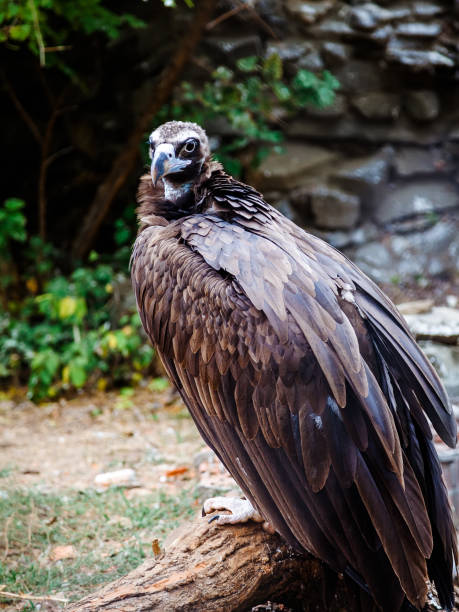 istock portrait of eurasian black vulture 1155157149