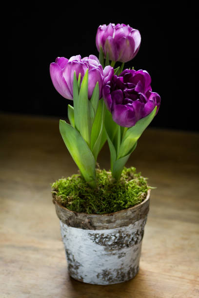 istock Purple potted tulips isolated on black background. 1155158157