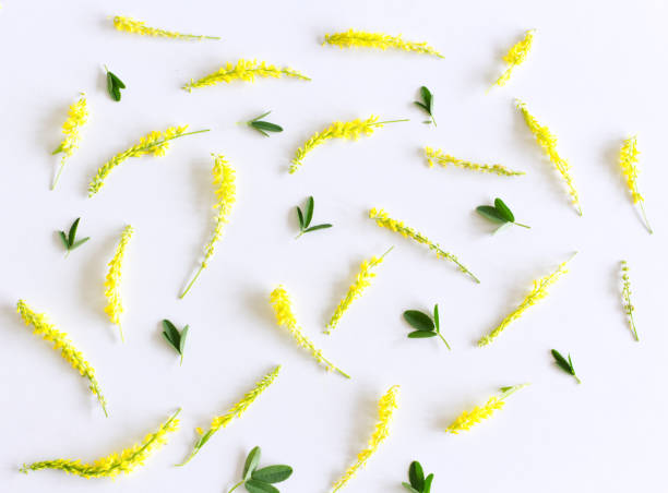 istock Flowers composition. Melilotus officinalis petals pattern on white background.Medicinal plant. Styled stock photo.Flat lay, top view. 1155160447