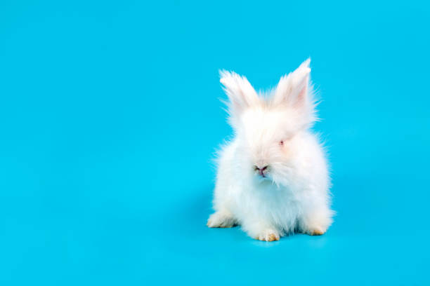 istock Happy Easter Day. White rabbit on blue background. Cute White baby bunny on blue background. 1155161737