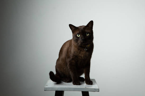 brown cat sitting on chair with studio lighting