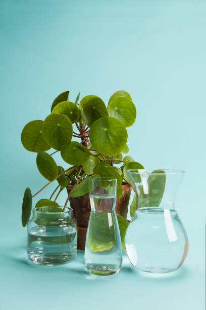 istock pilea peperomioide plant and water 1155162504