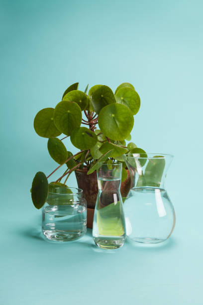 istock pilea peperomioide plant and water 1155162515