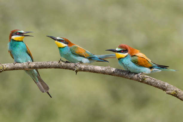 istock Portrait of Bee eaters (Merops apiaster) 1155165360