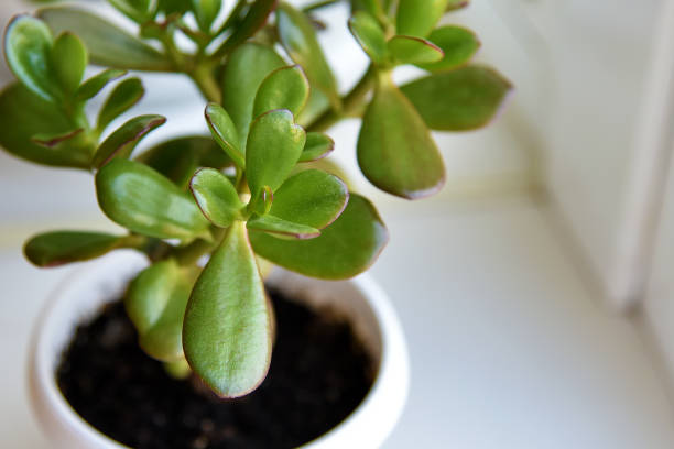 Succulent houseplant Crassula on the windowsill. Selective focus Succulent houseplant Crassula on the windowsill against the background of window. Selective focus jade plant stock pictures, royalty-free photos & images