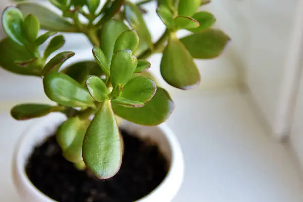 Succulent houseplant Crassula on the windowsill against the background of window. Selective focus