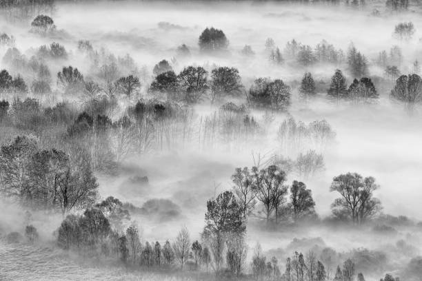 istock The foggy forest 1155165756