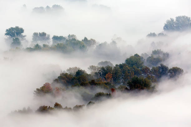 the misty forest