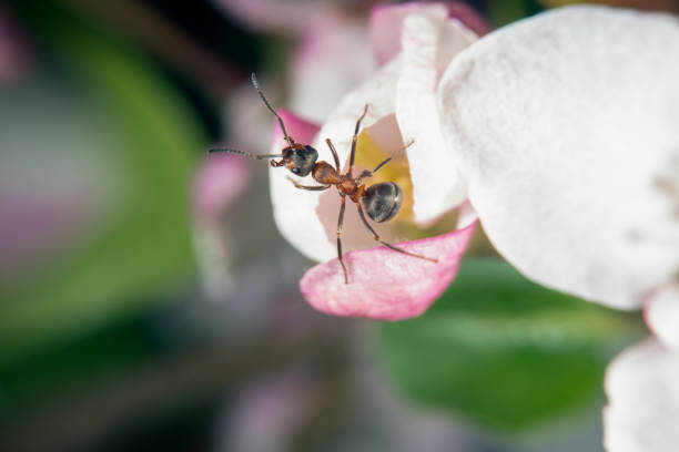 istock Red wood ant on a  wild aple 1155167914